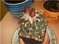 4ee21556-Coryphantha bumama.JPG
